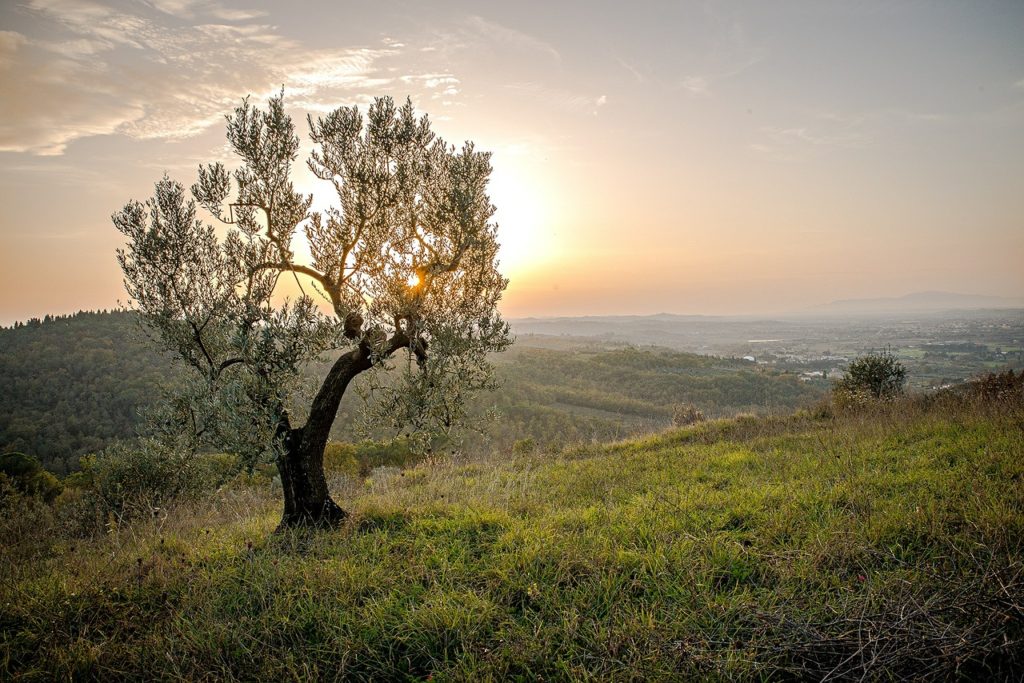 landscape, tree, sunset