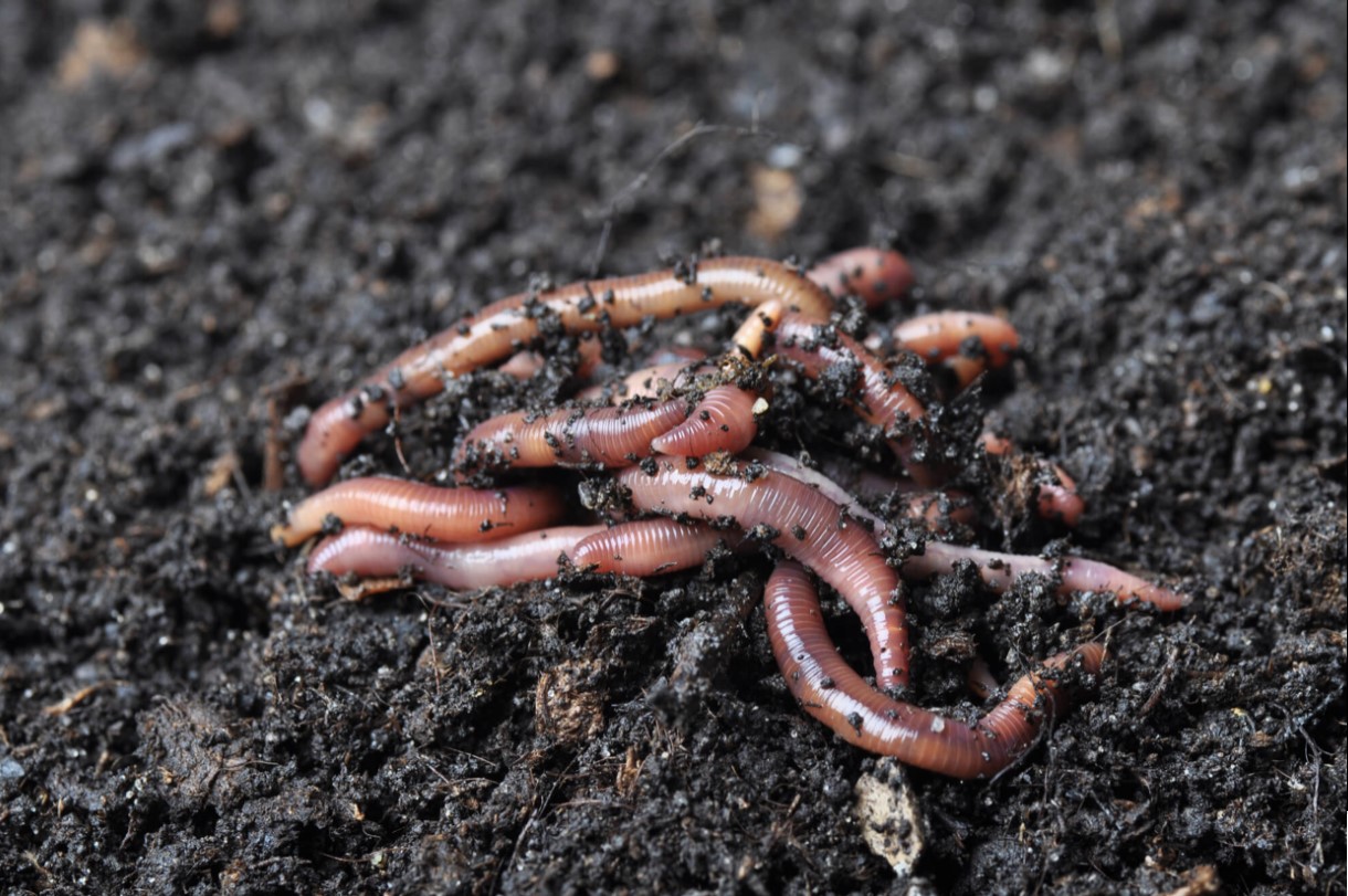 Is Using Peat Moss for your Red Wiggler Worms Harmful for the